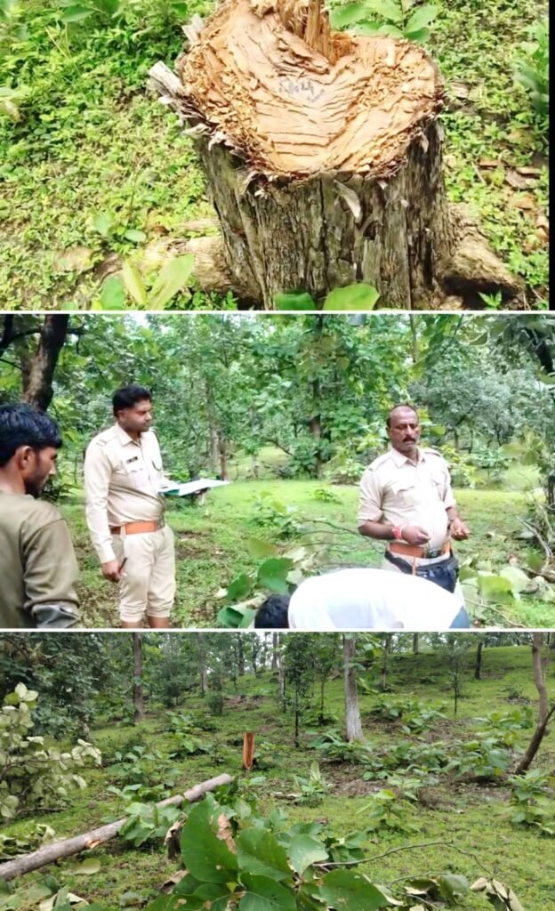सागौन के हरे भरे पेड़ लगातार काटे जा रहे पर्यावरण को हो रहा नुकसान।