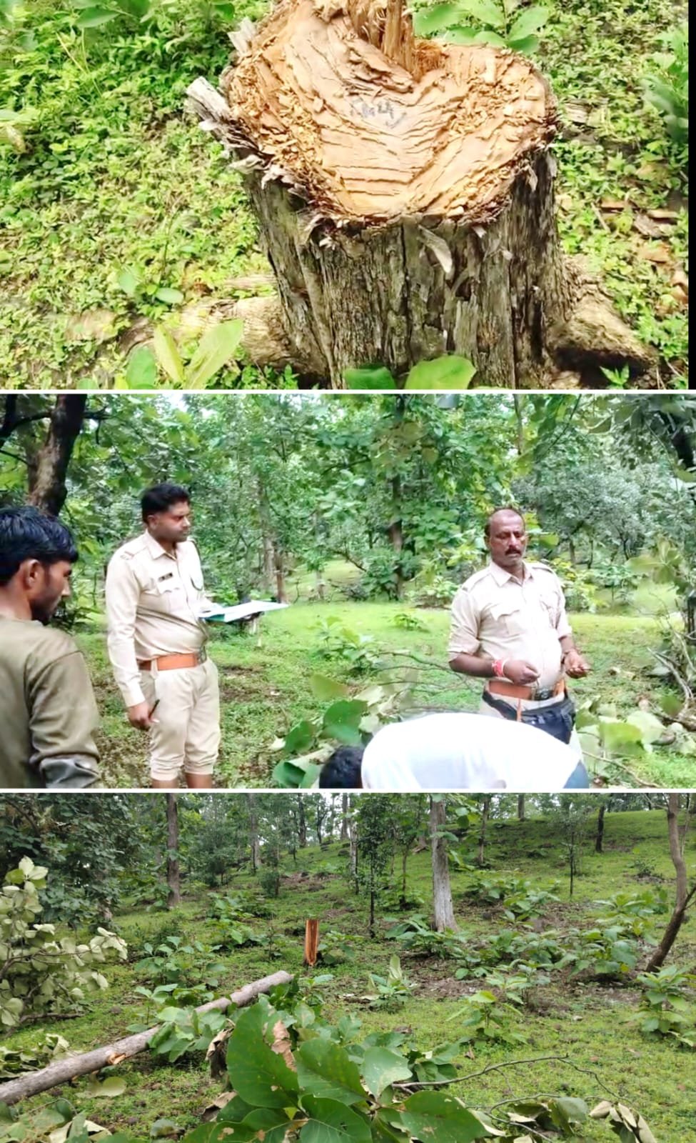 सागौन के हरे भरे पेड़ लगातार काटे जा रहे पर्यावरण को हो रहा नुकसान।