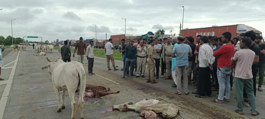 सारंगपुर में दर्दनाक हादसा: ट्रक ने तीन गायों को कुचला, ग्रामीणों ने हाईवे जाम किया
