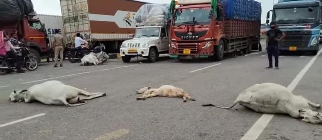 न्यू कलेक्ट्रेट के पास बड़ा हादसा, सड़क दुर्घटना में कई गायों की मौत, गुस्साए गौ सेवकों ने किया चक्काजाम।