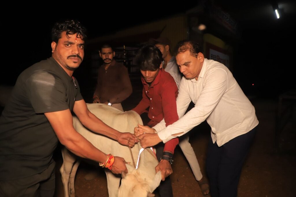 गौवंश की सुरक्षा के लिए गले में पहनाए सेफ्टी बेल्ट