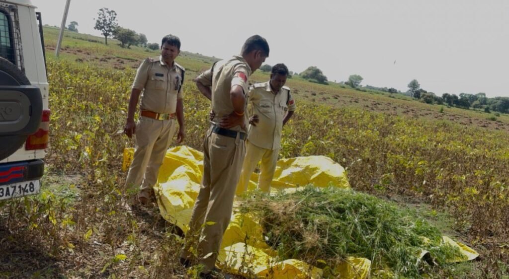 सुवासरा पुलिस की अवैध मादक पदार्थ गांजे पर प्रभावी कार्यवाही मक्का की फसल के बीच चोरी छिपे गांजे की कर रहा था खेती