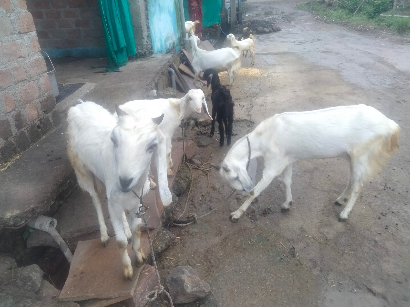 राजगढ़। चलित पशु चिकित्सा इकाई योजना अंतर्गत घर पहुँच सेवा का ले सकते हैं लाभ