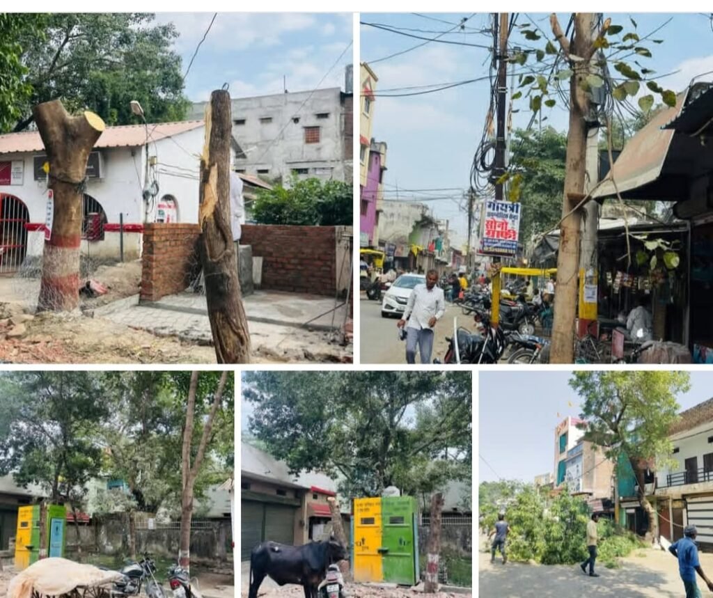 दोहरीकरण- पचोर नगर परिषद हरे भरे वृक्षों को उजाड़ रही है बोला जा रहा है की शिफ्ट कर रहें है?