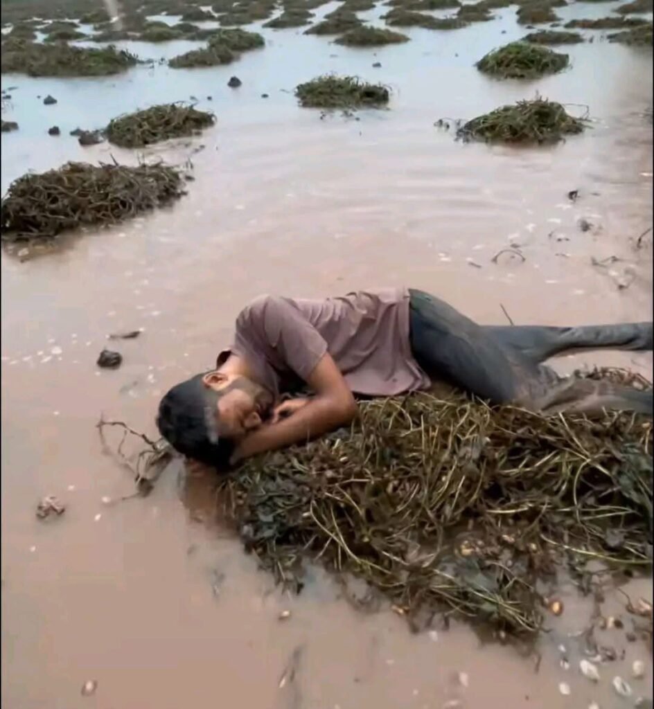 बे मौसम की बरसात ने किसानों को रुलाया। किसानों को न राज न राम आया काम ?