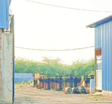 गोराघाट में बिना रजिस्ट्रेशन चल रहा करोड़ों का गुड़ क्रेशर कारोबार