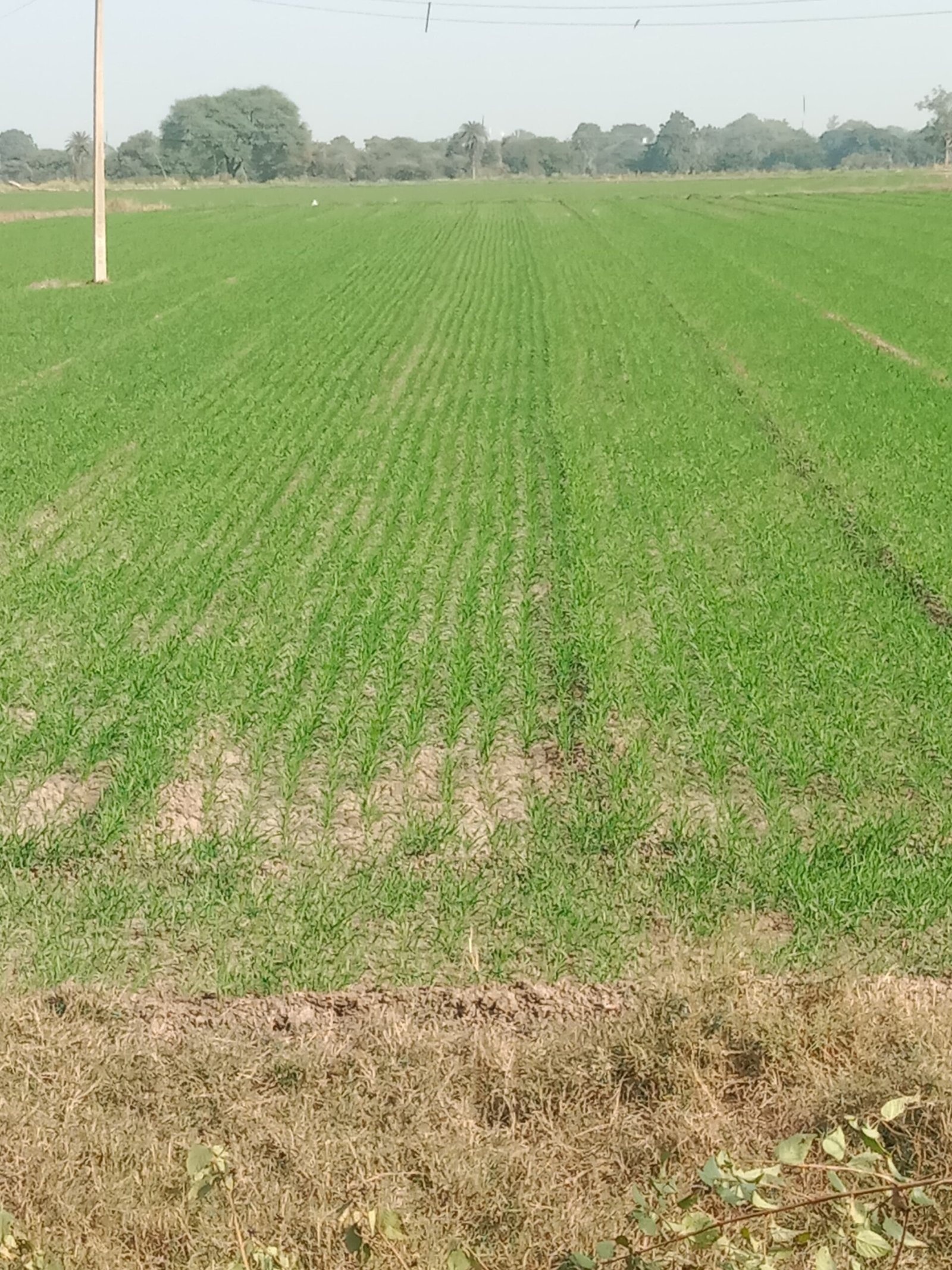 डिजिटल क्रॉप सर्वेक्षण मौसम रबी 2025-26 हेतु समय-सारणी जारी