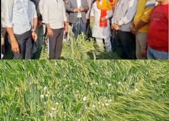 ओलावृष्टि से खराब हुई फसलों का जायजा लेने कलेक्‍टर ऋतुराज सिंह प्रभावित क्षेत्रों के खेतों में पहुंचे