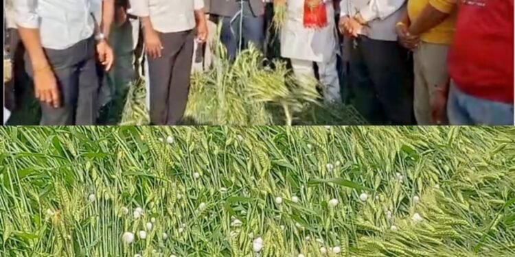 ओलावृष्टि से खराब हुई फसलों का जायजा लेने कलेक्‍टर ऋतुराज सिंह प्रभावित क्षेत्रों के खेतों में पहुंचे