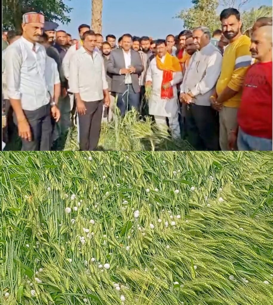 ओलावृष्टि से खराब हुई फसलों का जायजा लेने कलेक्‍टर ऋतुराज सिंह प्रभावित क्षेत्रों के खेतों में पहुंचे