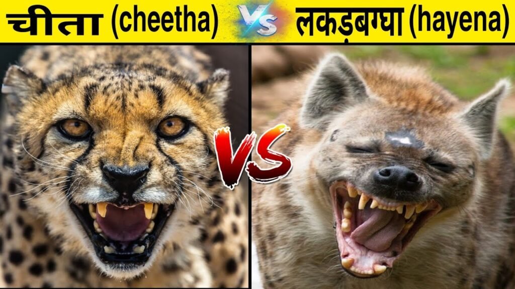 शाजापुर अकोदिया में चीता या लकड़बग्घा होने की आशंका जंगली  जानवर