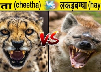 शाजापुर अकोदिया में चीता या लकड़बग्घा होने की आशंका जंगली  जानवर