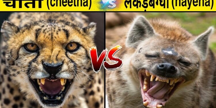 शाजापुर अकोदिया में चीता या लकड़बग्घा होने की आशंका जंगली  जानवर