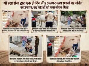 एक ही दिन में 5 अलग-अलग स्थानों पर गौरक्षा सेना ने किया गोवंश का उपचार, कई गोवंशों को नया जीव.न मिला