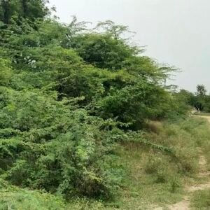 वार्ड 12 गाडरी खेड़ा में स्थित जिला प्रशिक्षण संस्थान की करोड़ो की जमीन जहा अंग्रेजी बबूल का जंगल बना हुआ है