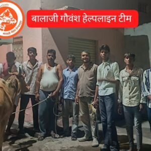 देर रात तड़पते गोवंश की मदद को पहुंची बालाजी गोवंश हेल्पलाइन